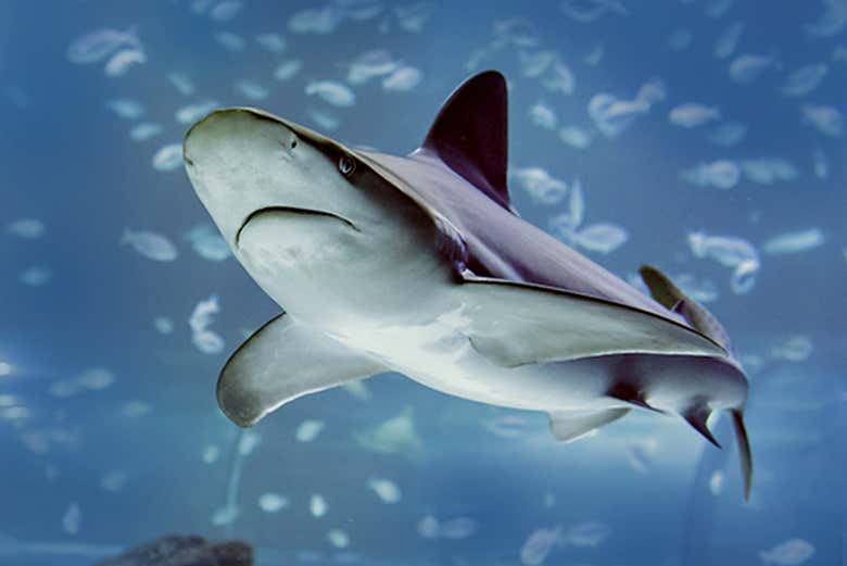 Uno degli squali dell'acquario