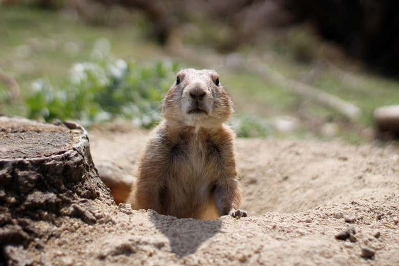 Un esemplare di marmotta
